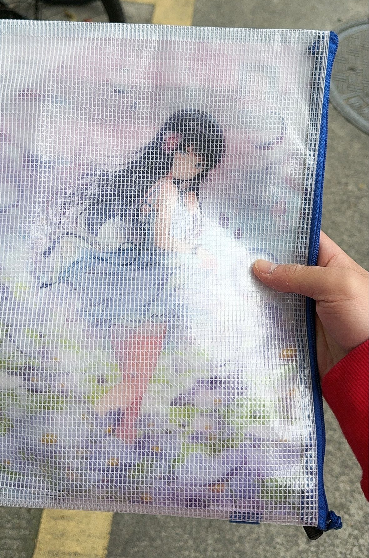 三角葵文件夹